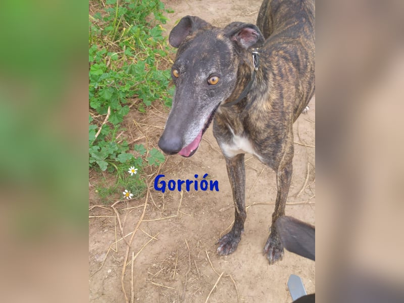 Gorrión geb. 10/2020 (in Deutschland) - ein Galgo sucht sein Glück!