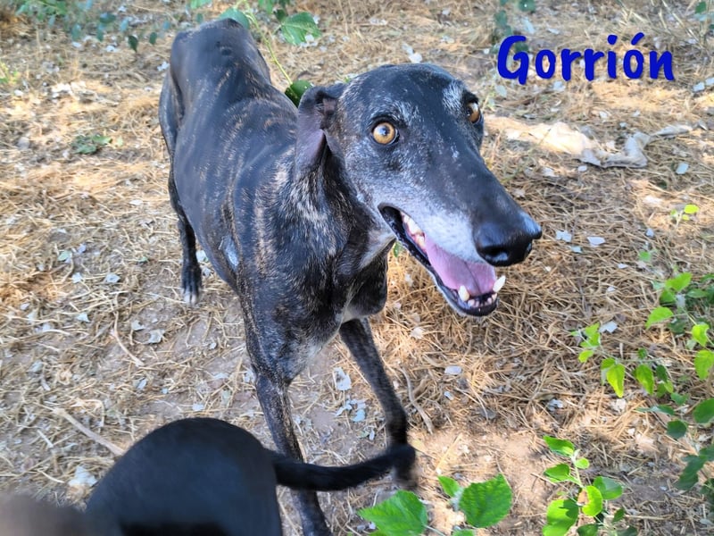 Gorrión geb. 10/2020 (in Deutschland) - ein Galgo sucht sein Glück!