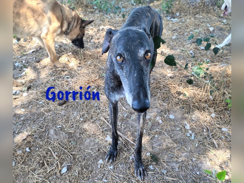 Gorrión geb. 10/2020 (in Deutschland) - ein Galgo sucht sein Glück!