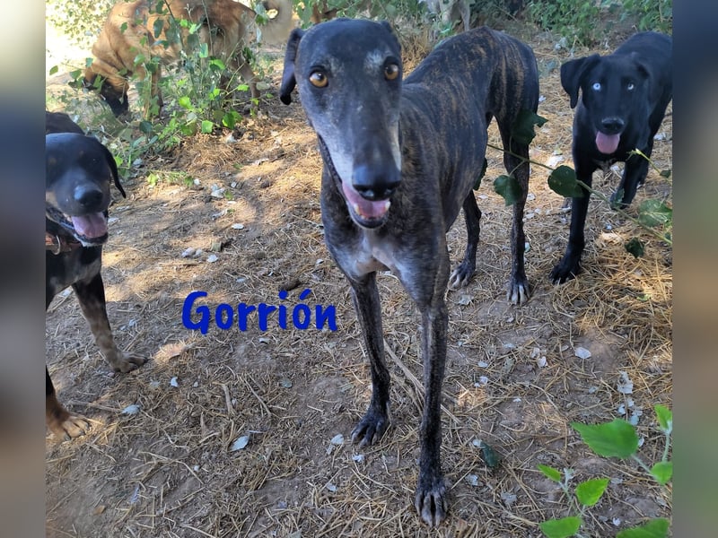 Gorrión geb. 10/2020 (in Deutschland) - ein Galgo sucht sein Glück!