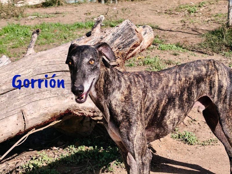 Gorrión geb. 10/2020 (in Deutschland) - ein Galgo sucht sein Glück!