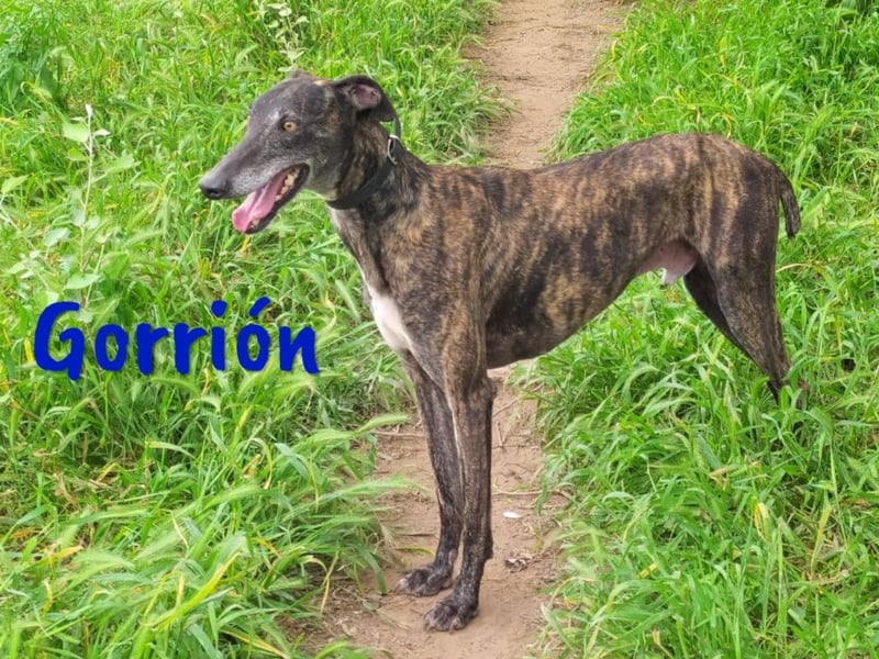 Gorrión geb. 10/2020 (in Deutschland) - ein Galgo sucht sein Glück!