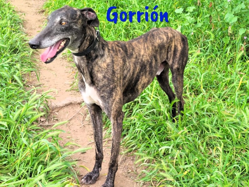 Gorrión geb. 10/2020 (in Deutschland) - ein Galgo sucht sein Glück!