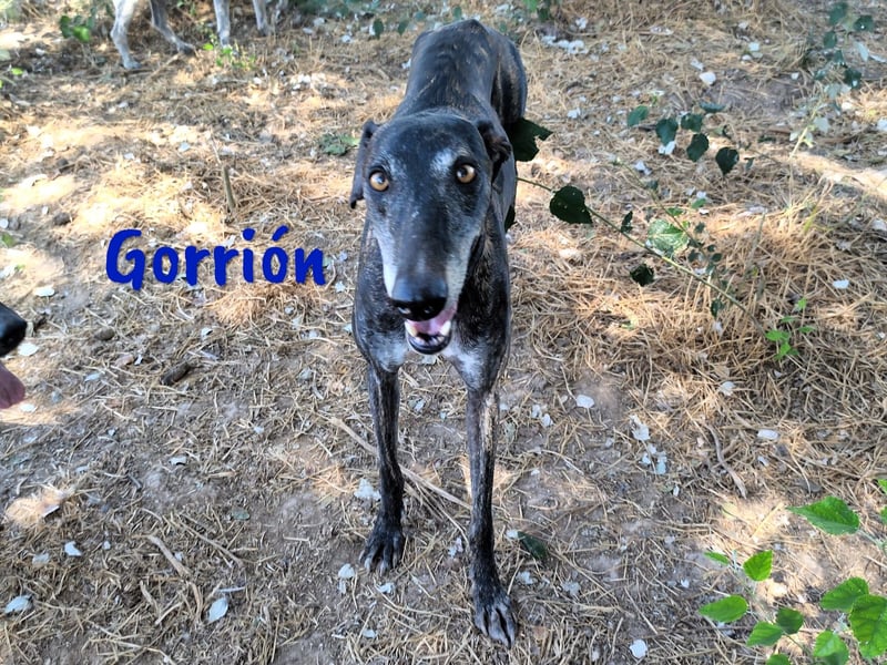 Gorrión geb. 10/2020 (in Deutschland) - ein Galgo sucht sein Glück!