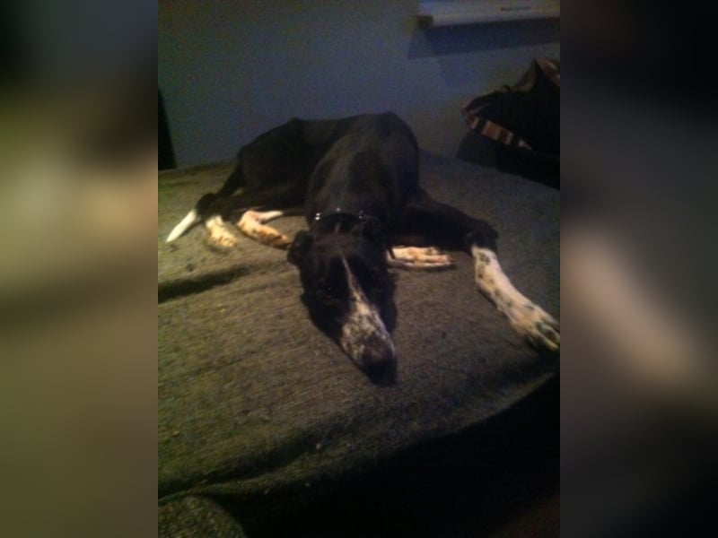 Mori, nach 6 Jahren sucht sie neue Familie