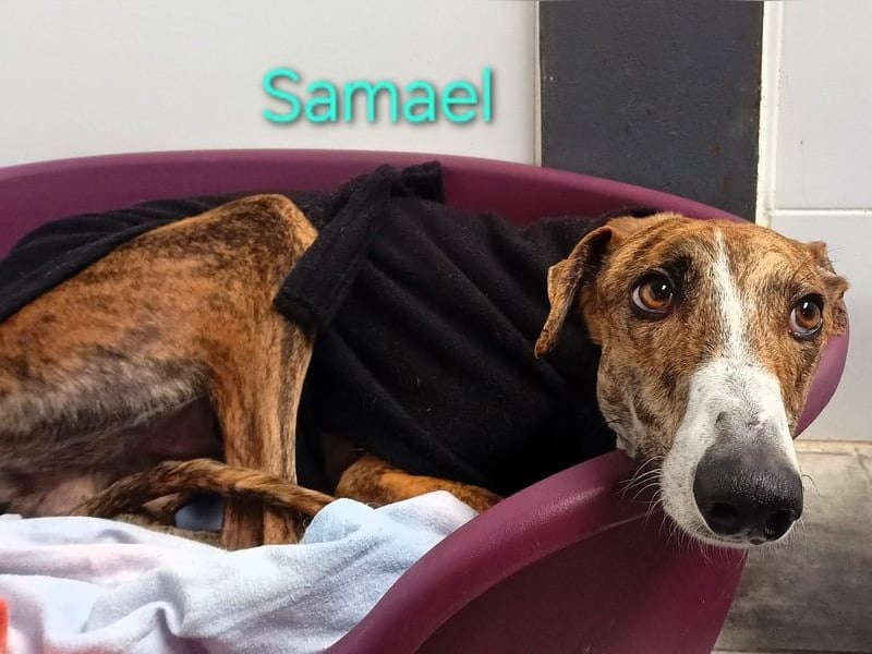 Samael geb. 09/2022 (ESP) - ausdrucksstarker und feinfühliger Galgo!