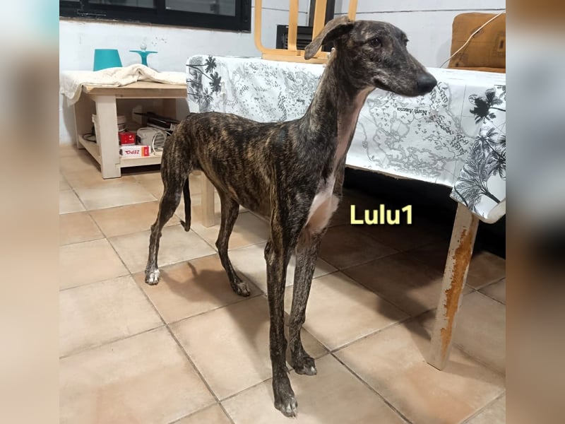 Lulu1 geb. 02/2025 (ESP) - sympathisches und fröhliches Galgo Mädchen! Lulu1 geb. 02/2025 (ESP) - sympathisches und fröhliches Galgo Mädchen!