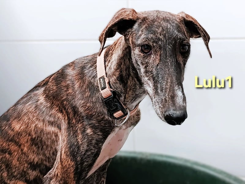 Lulu1 geb. 02/2025 (ESP) - sympathisches und fröhliches Galgo Mädchen! Lulu1 geb. 02/2025 (ESP) - sympathisches und fröhliches Galgo Mädchen!