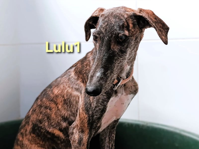 Lulu1 geb. 02/2025 (ESP) - sympathisches und fröhliches Galgo Mädchen! Lulu1 geb. 02/2025 (ESP) - sympathisches und fröhliches Galgo Mädchen!