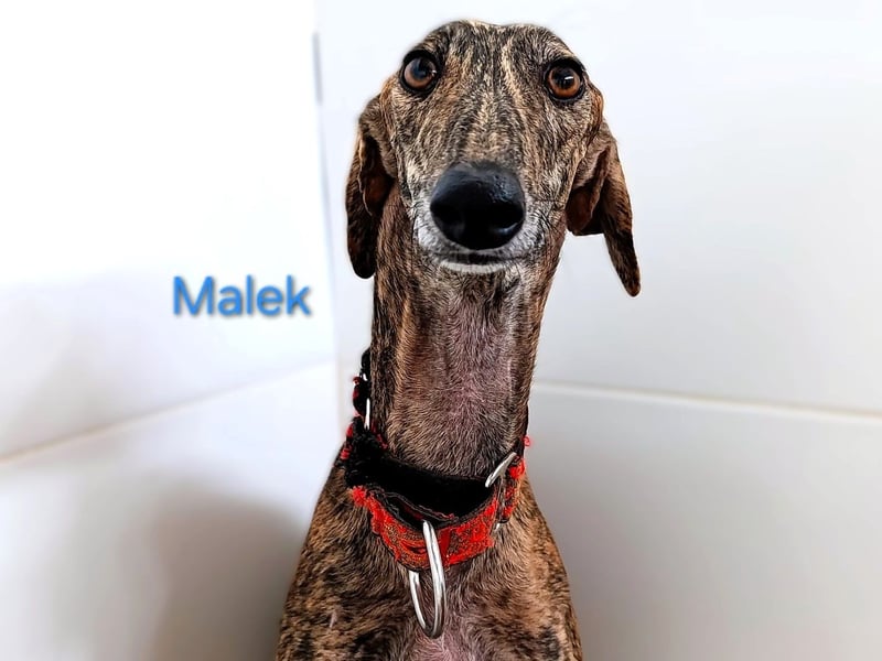 Malek geb. 03/2024 (ESP) - sozialer, ruhiger und zurückhaltender Galgo!