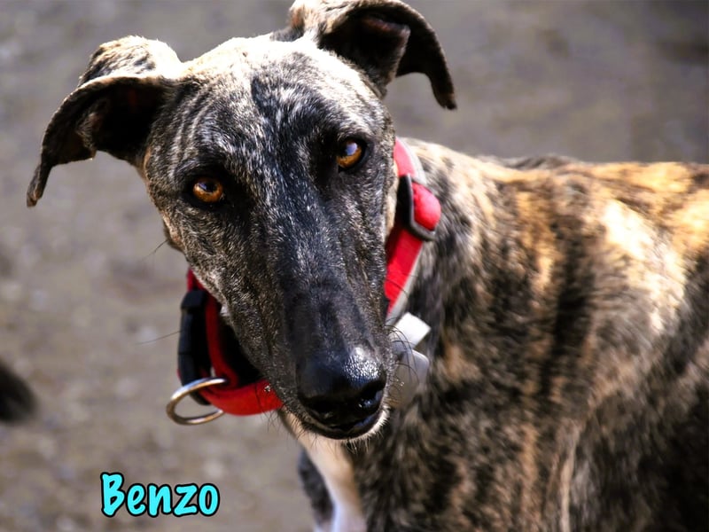 Benzo geb. 06/2024 (ESP) - eleganter und menschenbezogener, junger Galgo! Benzo geb. 06/2024 (ESP) - eleganter und menschenbezogener, junger Galgo!