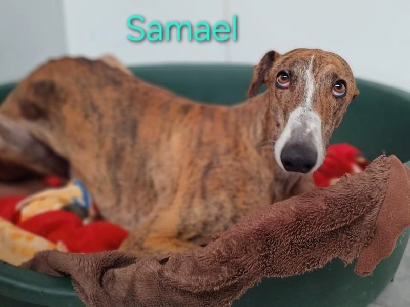 Samael geb. 09/2022 (ESP) - ausdrucksstarker und feinfühliger Galgo!