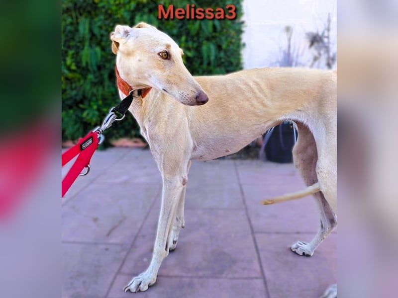 Melissa3 geb. 06/2022 (ESP) - wunderschöne, zurückhaltende Galga!