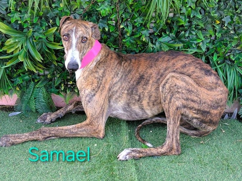 Samael geb. 09/2022 (ESP) - ausdrucksstarker und feinfühliger Galgo!