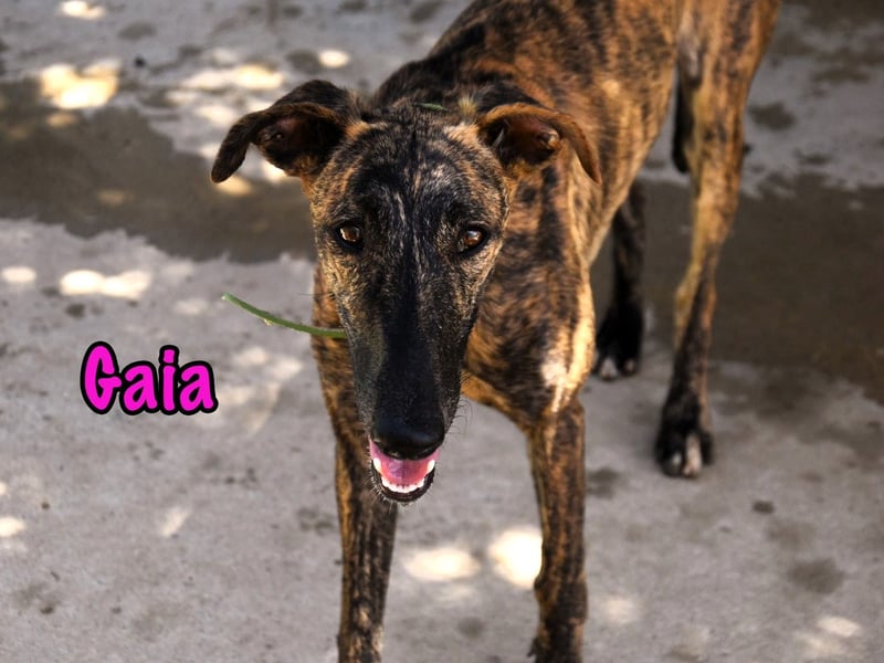Gaia geb. 01/2025 (ESP) - liebe, verschmuste und zärtliche junge Galga!