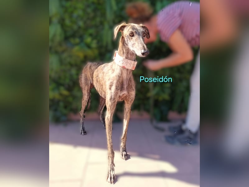 Poseidón geb. 05/2024 (ESP) - unglaublich lieber, ruhiger und edler Galgo!