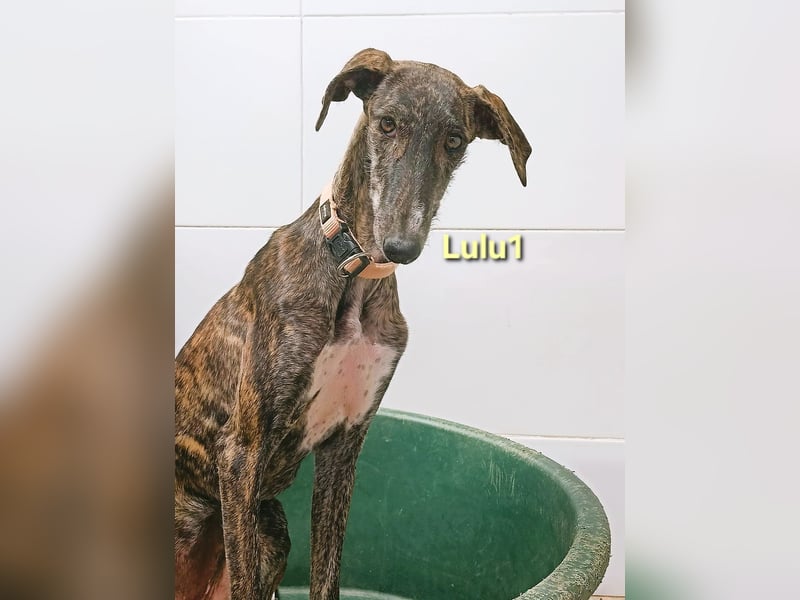 Lulu1 geb. 02/2025 (ESP) - sympathisches und fröhliches Galgo Mädchen! Lulu1 geb. 02/2025 (ESP) - sympathisches und fröhliches Galgo Mädchen!