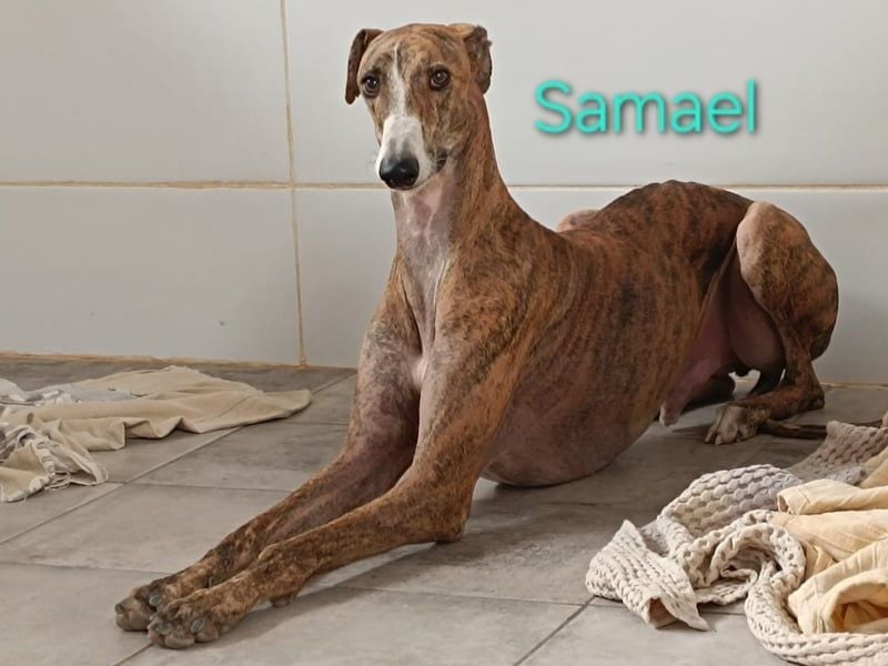 Samael geb. 09/2022 (ESP) - ausdrucksstarker und feinfühliger Galgo!