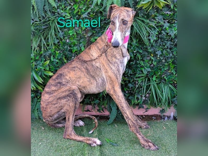 Samael geb. 09/2022 (ESP) - ausdrucksstarker und feinfühliger Galgo!