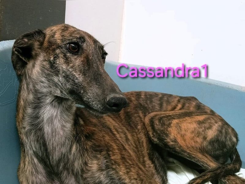 Cassandra1 geb. 09/2023 (ESP) - edle und sanftmütige Galga!