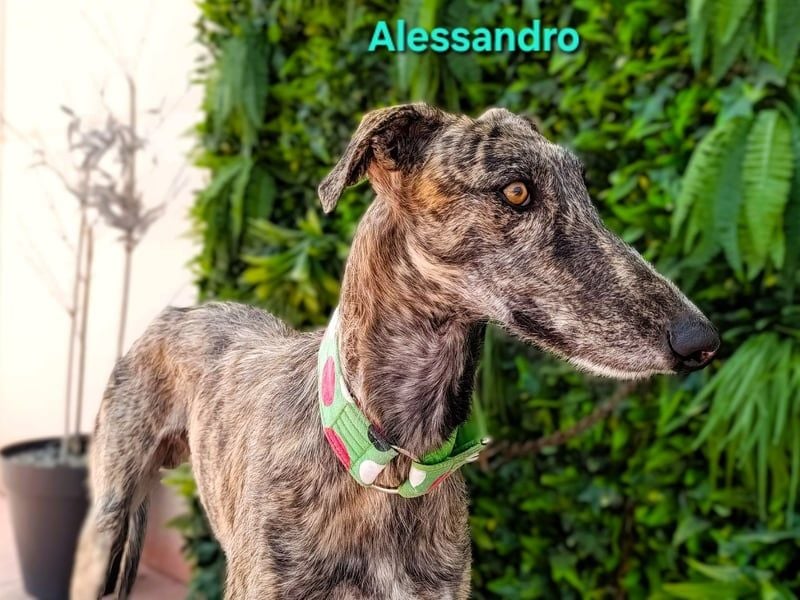 Alessandro geb. 05/2024 (ESP) - ausgeglichener, sympathischer und geselliger Galgo!