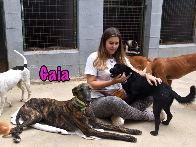 Gaia geb. 01/2025 (ESP) - liebe, verschmuste und zärtliche junge Galga!
