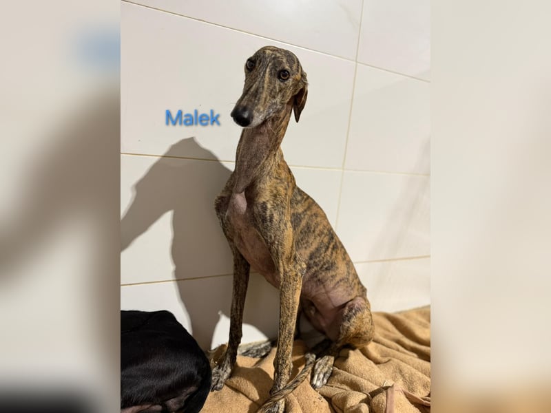 Malek geb. 03/2024 (ESP) - sozialer, ruhiger und zurückhaltender Galgo!