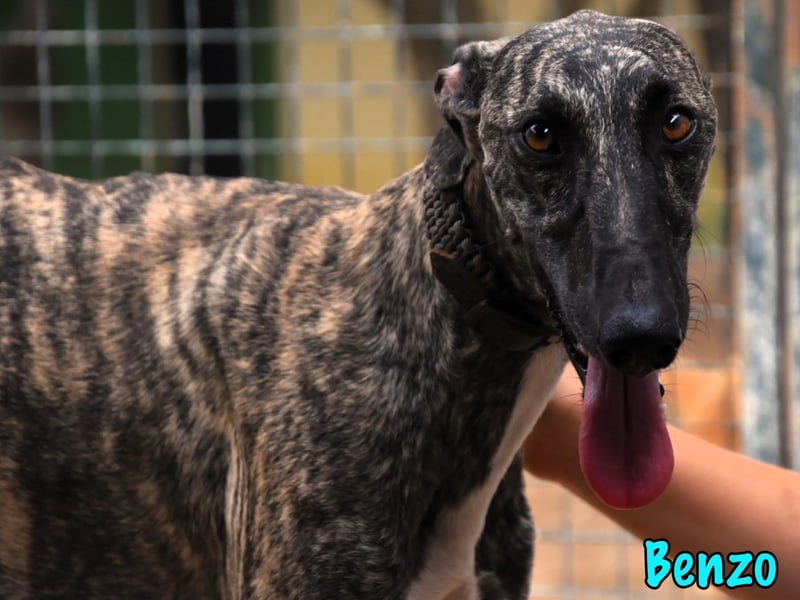 Benzo geb. 06/2024 (ESP) - eleganter und menschenbezogener, junger Galgo! Benzo geb. 06/2024 (ESP) - eleganter und menschenbezogener, junger Galgo!