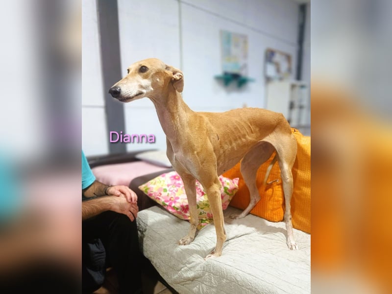 Dianna geb. 06/2022 (ESP) - verschmuste und ausgeglichene Galga!