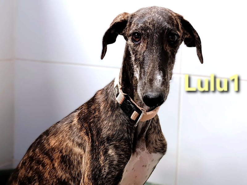 Lulu1 geb. 02/2025 (ESP) - sympathisches und fröhliches Galgo Mädchen! Lulu1 geb. 02/2025 (ESP) - sympathisches und fröhliches Galgo Mädchen!