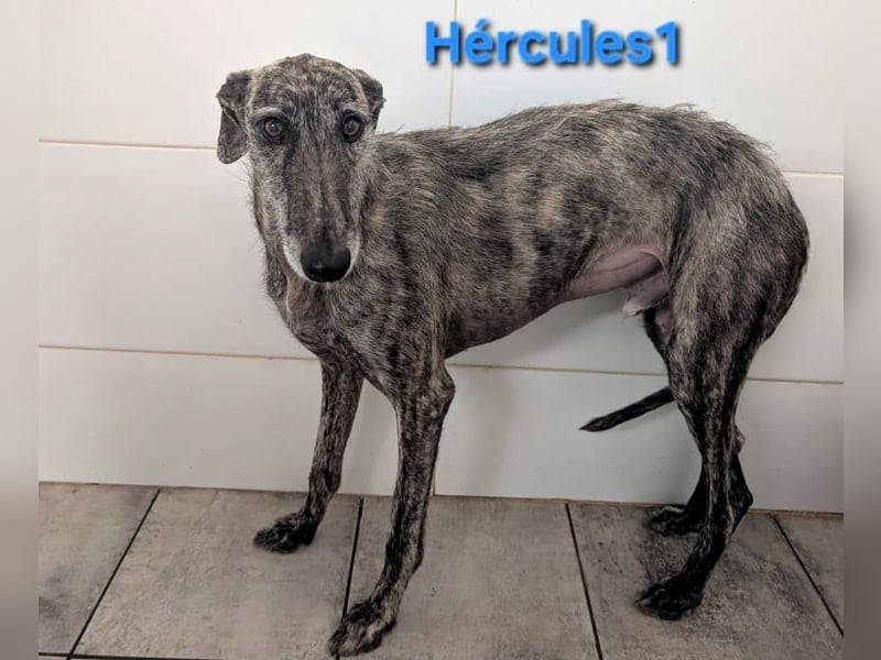 Hércules1 geb. 12/2021 (ESP) - zärtlicher, ruhiger und sensibler Galgo!