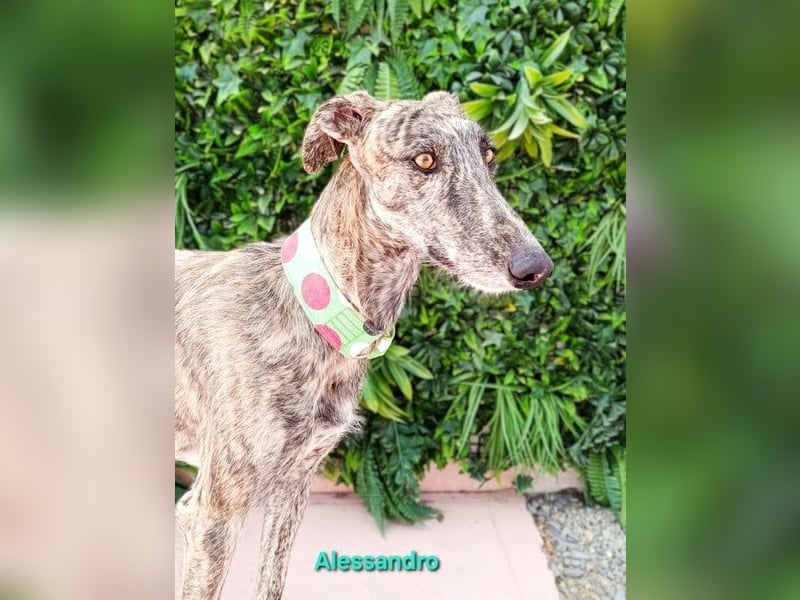 Alessandro geb. 05/2024 (ESP) - ausgeglichener, sympathischer und geselliger Galgo!
