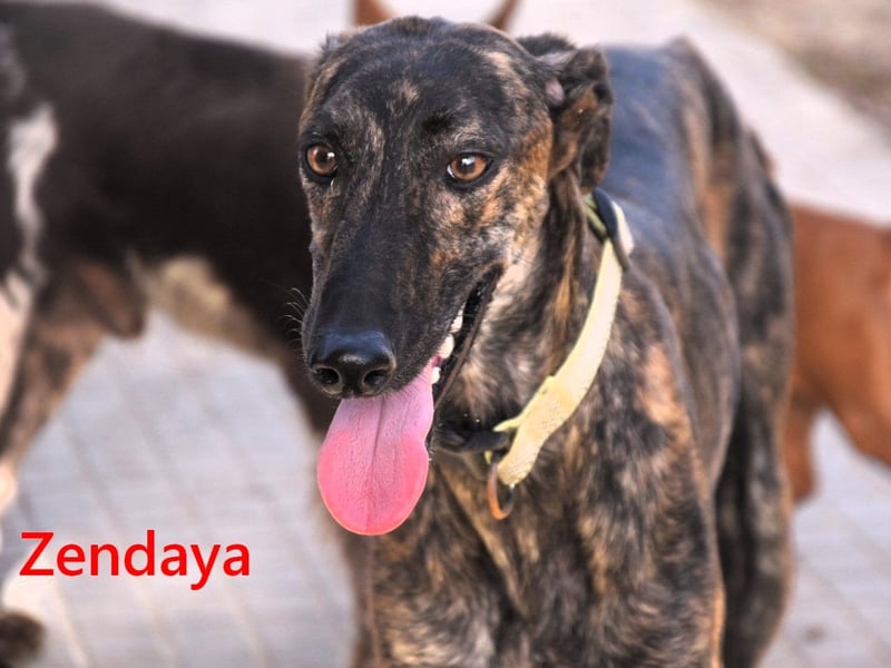 Zendaya geb. 05/2023 (ESP) - zarte und feinfühlige, wunderschöne Galga!