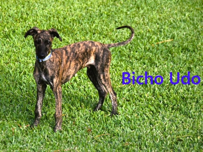 Bicho Udo geb. 07/2025 (ESP) - aufgeweckter und verspielter Galgo Welpe!
