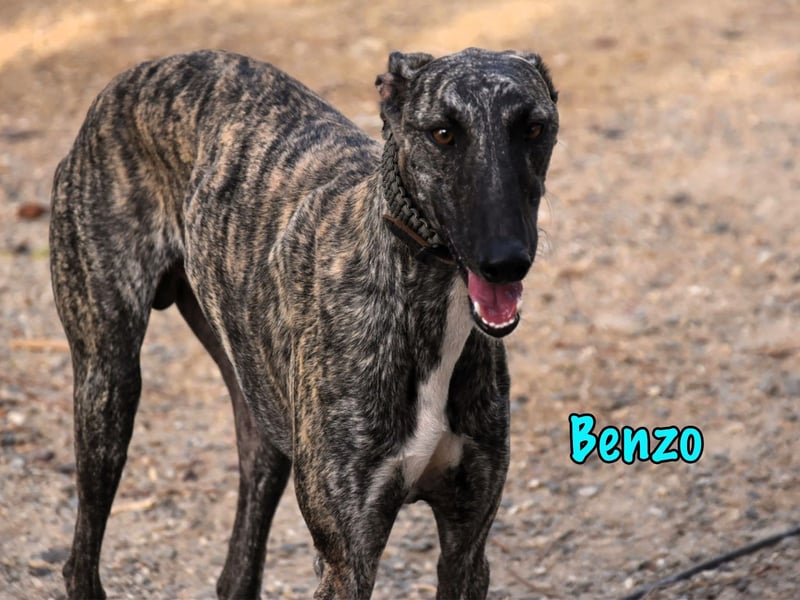 Benzo geb. 06/2024 (ESP) - eleganter und menschenbezogener, junger Galgo! Benzo geb. 06/2024 (ESP) - eleganter und menschenbezogener, junger Galgo!