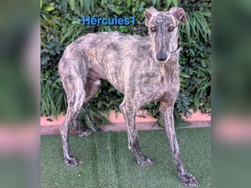 Hércules1 geb. 12/2021 (ESP) - zärtlicher, ruhiger und sensibler Galgo!