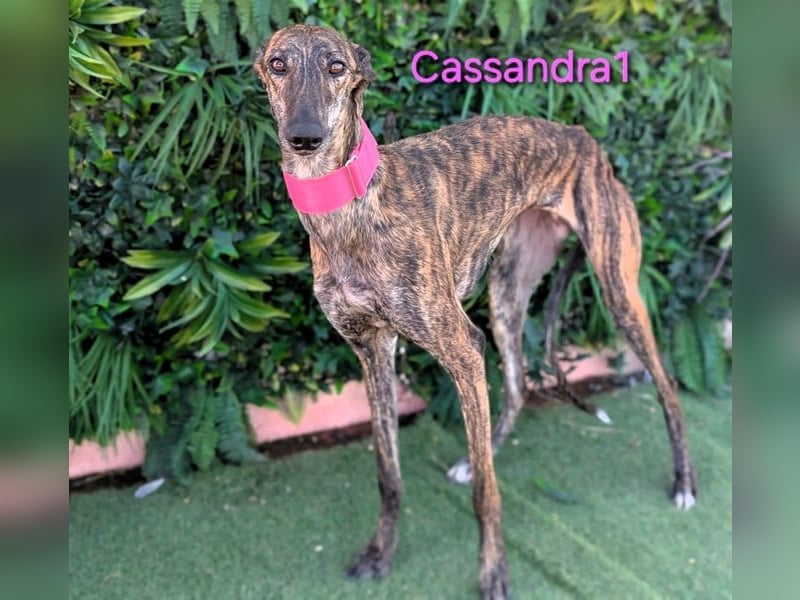 Cassandra1 geb. 09/2023 (ESP) - edle und sanftmütige Galga!