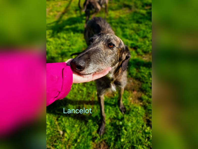 Lancelot geb. 05/2022 (ESP) - ganz bezaubernder, sanfter und anhänglicher Galgo!