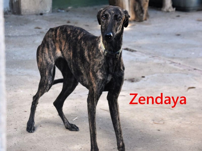 Zendaya geb. 05/2023 (ESP) - zarte und feinfühlige, wunderschöne Galga!