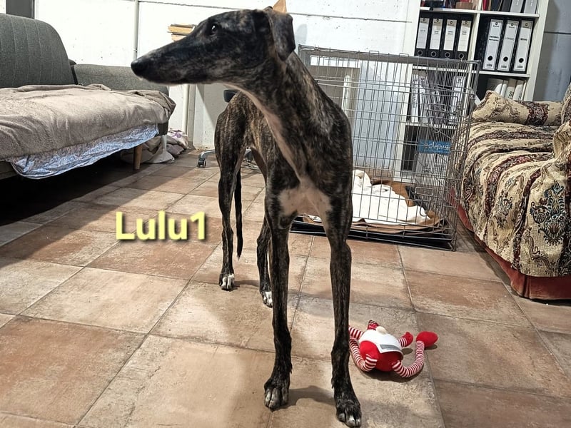 Lulu1 geb. 02/2025 (ESP) - sympathisches und fröhliches Galgo Mädchen! Lulu1 geb. 02/2025 (ESP) - sympathisches und fröhliches Galgo Mädchen!