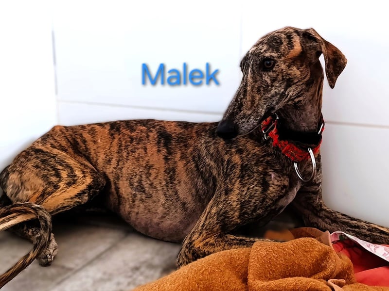 Malek geb. 03/2024 (ESP) - sozialer, ruhiger und zurückhaltender Galgo!