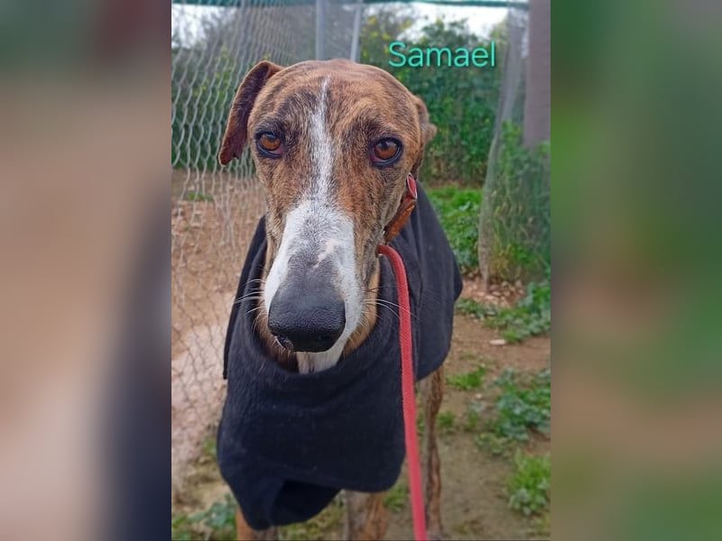 Samael geb. 09/2022 (ESP) - ausdrucksstarker und feinfühliger Galgo!