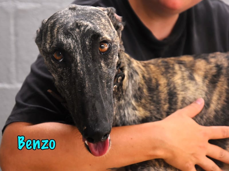 Benzo geb. 06/2024 (ESP) - eleganter und menschenbezogener, junger Galgo! Benzo geb. 06/2024 (ESP) - eleganter und menschenbezogener, junger Galgo!