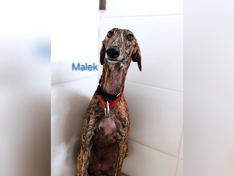 Malek geb. 03/2024 (ESP) - sozialer, ruhiger und zurückhaltender Galgo!