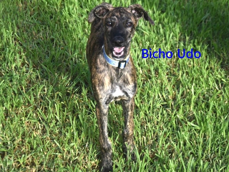 Bicho Udo geb. 07/2025 (ESP) - aufgeweckter und verspielter Galgo Welpe!