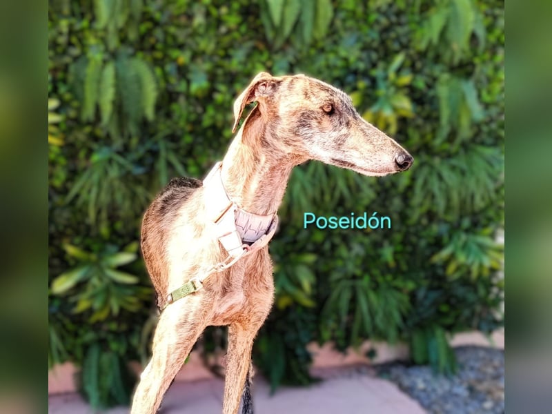 Poseidón geb. 05/2024 (ESP) - unglaublich lieber, ruhiger und edler Galgo!