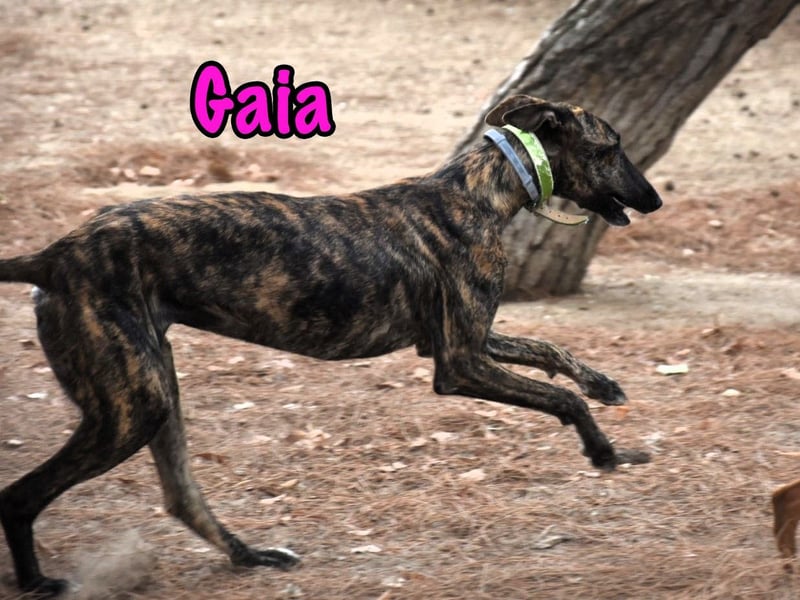Gaia geb. 01/2025 (ESP) - liebe, verschmuste und zärtliche junge Galga!