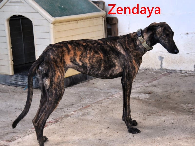 Zendaya geb. 05/2023 (ESP) - zarte und feinfühlige, wunderschöne Galga!