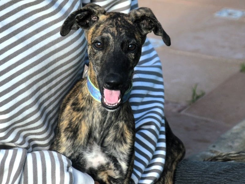 Bicho Udo geb. 07/2025 (ESP) - aufgeweckter und verspielter Galgo Welpe!