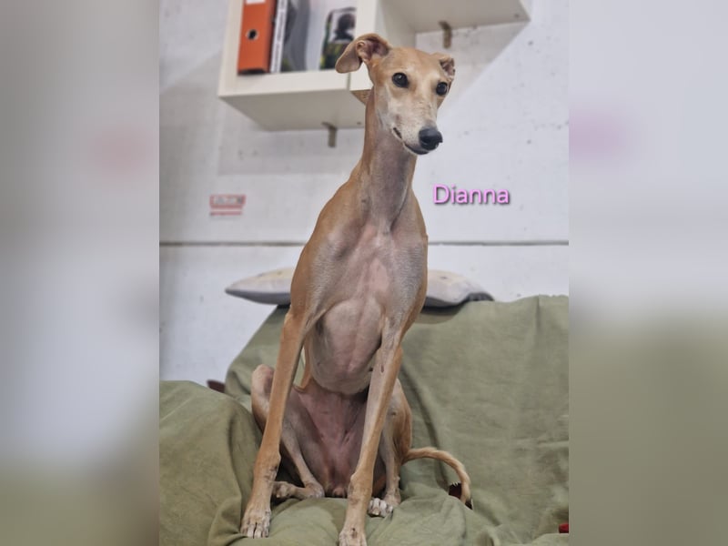 Dianna geb. 06/2022 (ESP) - verschmuste und ausgeglichene Galga!